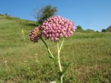 Achillea millefolium. Верхушка цветущего растения. Казахстан, Жамбылская обл., Жуалынский р-н, хр. Боралдайтау, долина р. Боралдай, ур. Уркумбайсай, пастбищный луг. 19 июня 2021 г.