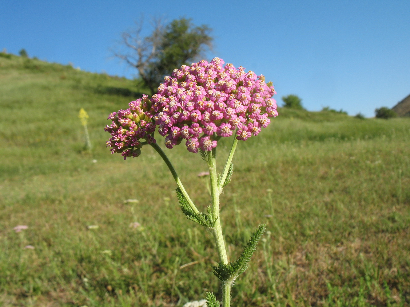 Изображение особи Achillea millefolium.