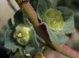 Malva arborea