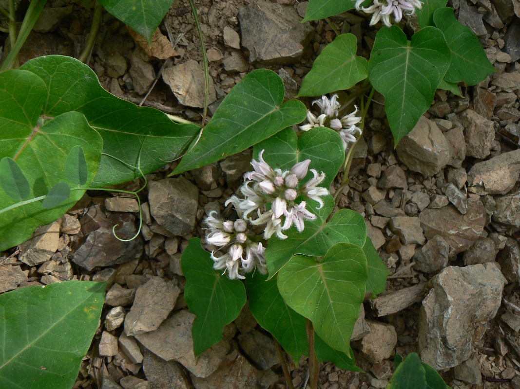 Image of Metaplexis japonica specimen.