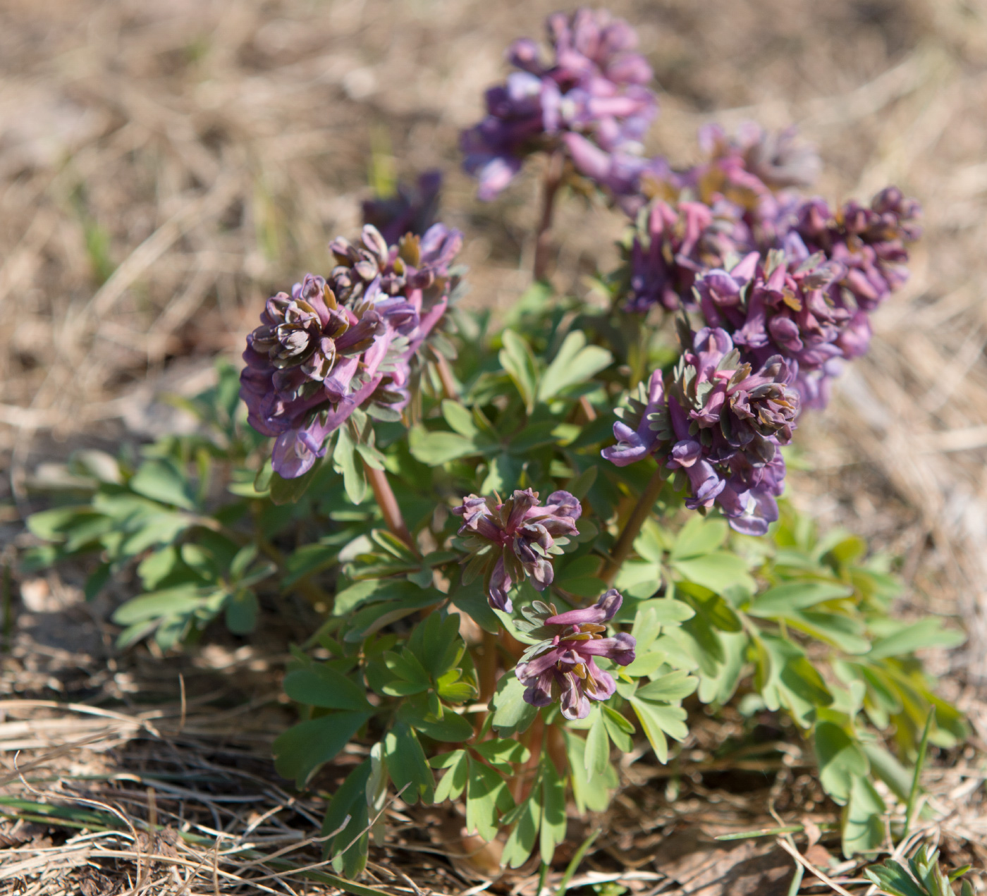 Изображение особи Corydalis solida.