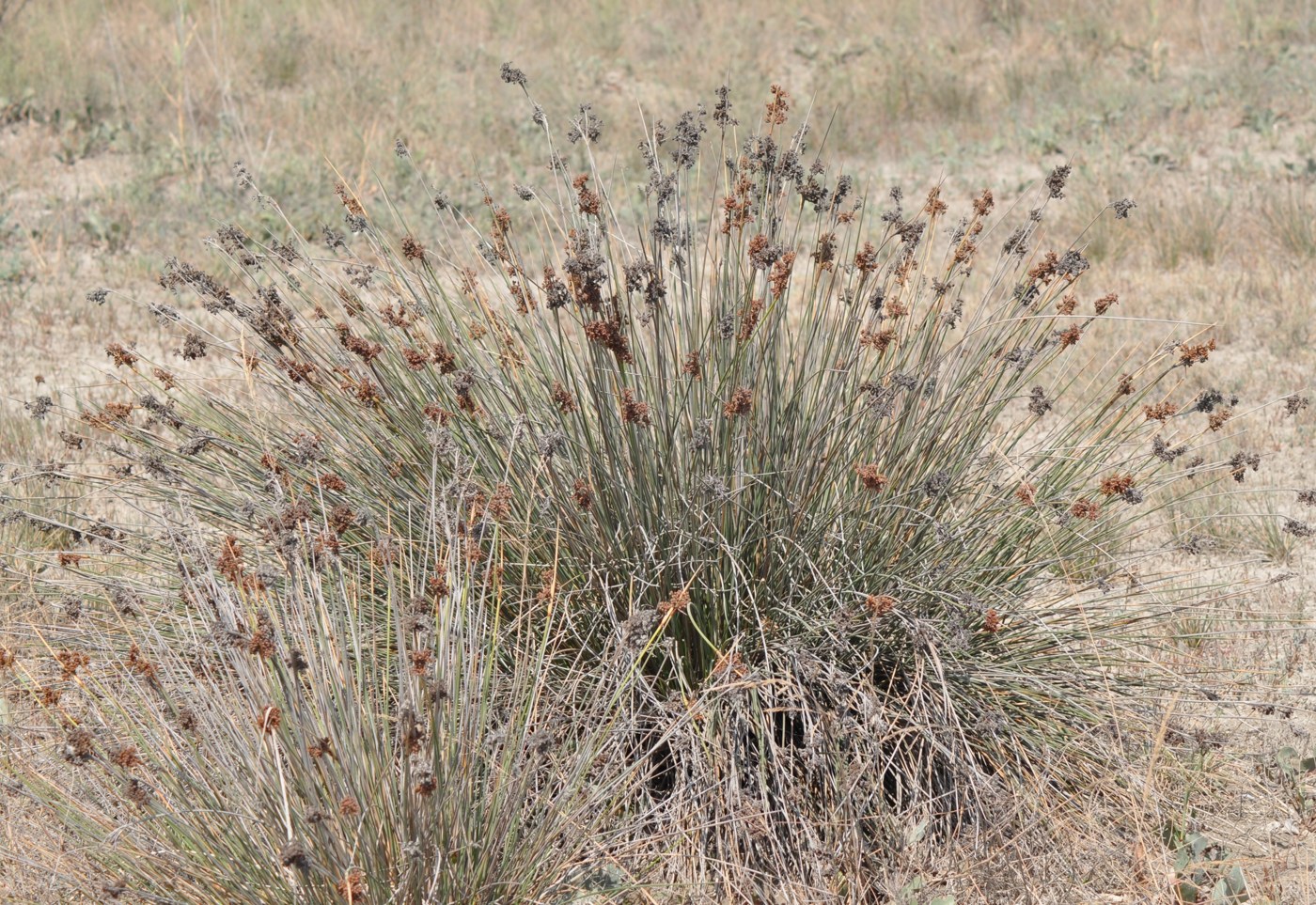 Изображение особи Juncus acutus.