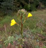 Oenothera fallax