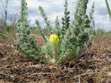 Astragalus mucidus