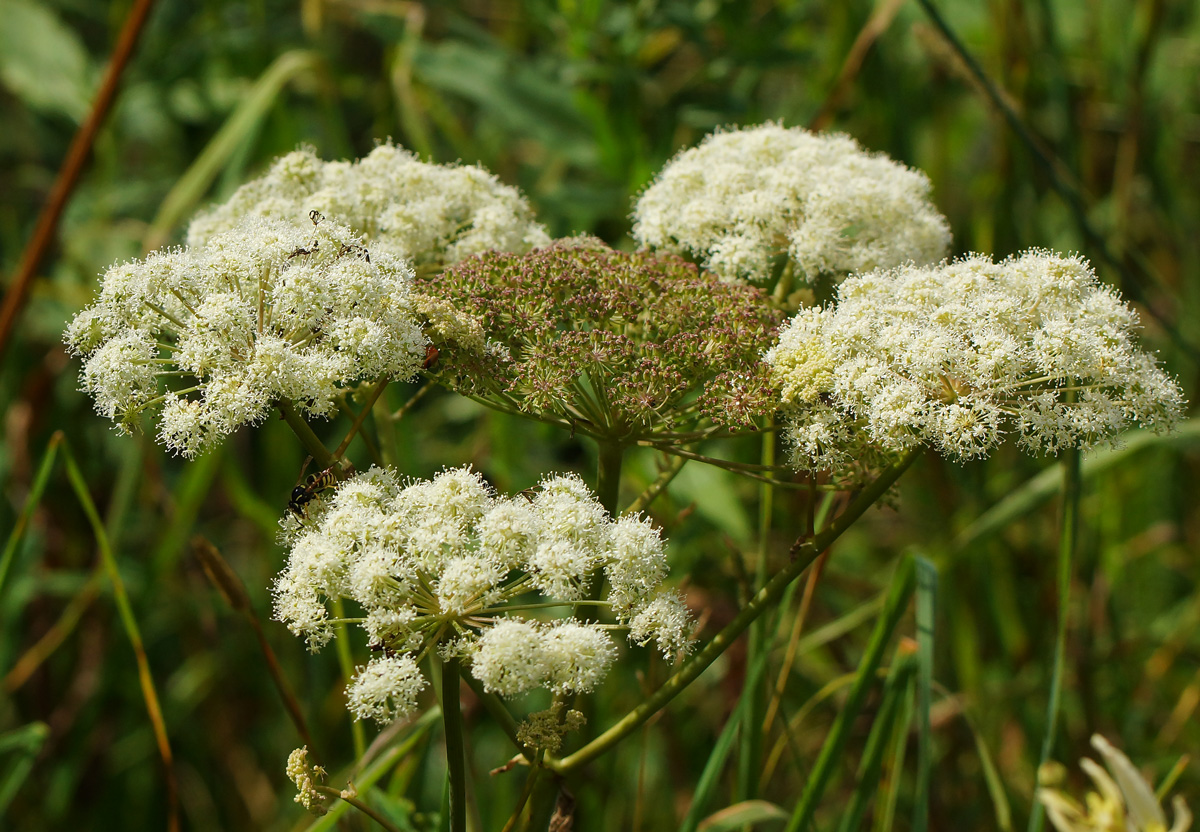 Изображение особи Angelica sylvestris.