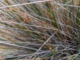 Juncus maritimus. Часть цветущего растения. Греция, Эгейское море, о. Сирос, окр. местечка Св. Михалис (Αη Μιχάλης), у тропы к пещере Ментони (Σπήλαιο Μεντώνη). 25.04.2021.
