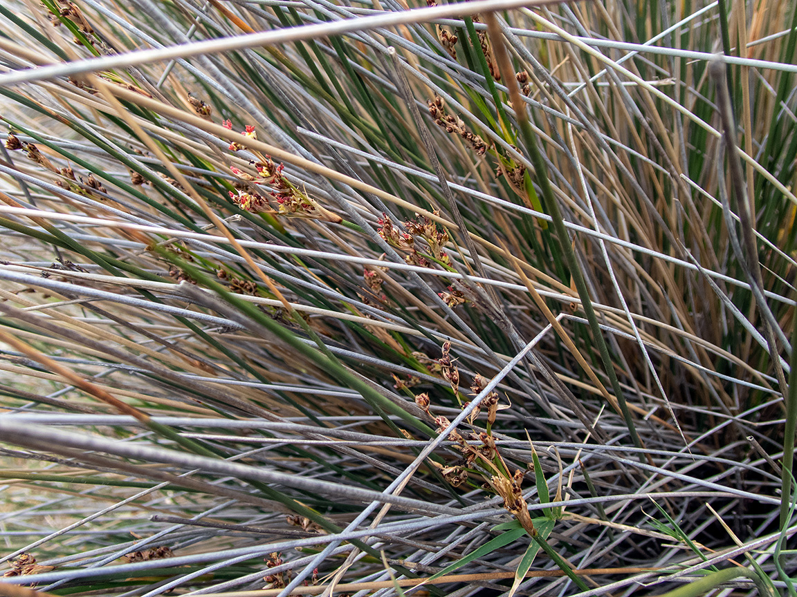 Image of Juncus maritimus specimen.