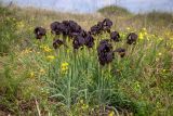 Iris atropurpurea