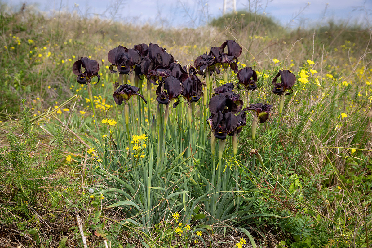 Изображение особи Iris atropurpurea.