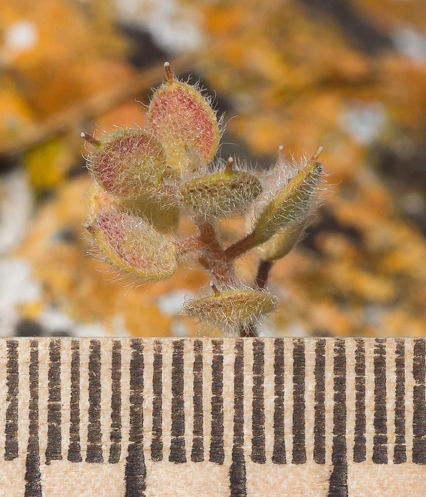 Image of Alyssum hirsutum specimen.