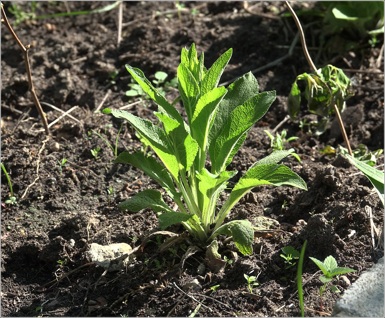 Image of Digitalis purpurea specimen.