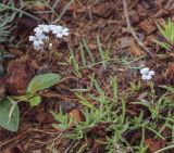 Gypsophila repens