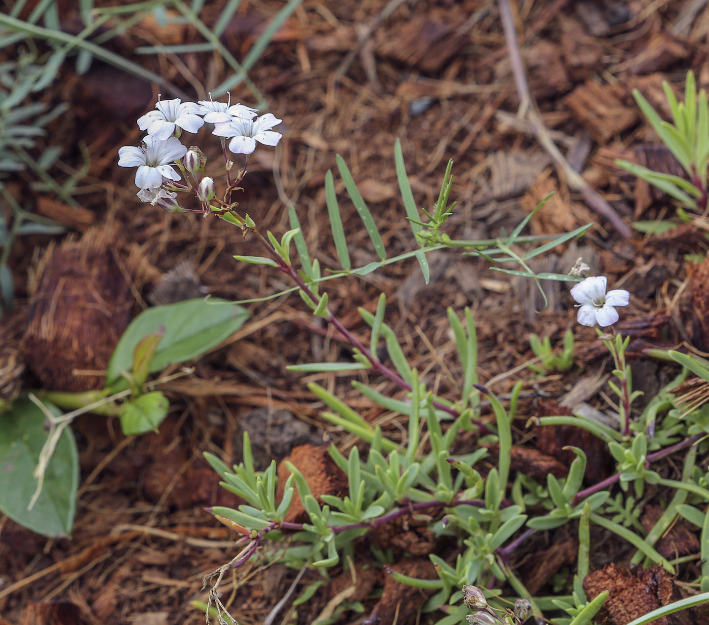 Image of Gypsophila repens specimen.