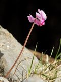 Cyclamen hederifolium подвид confusum. Цветущее растение. Греция, о-в Крит, ном Ханья (Νομός Χανίων), дим Киссамос (Κίσσαμος), окр. деревни Полириния (Πολυρρήνια), широколиственный лес вдоль русла временного водотока. 18 октября 2021 г.