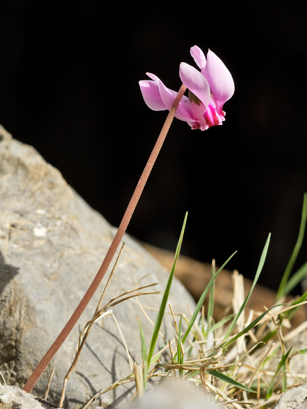 Изображение особи Cyclamen hederifolium ssp. confusum.