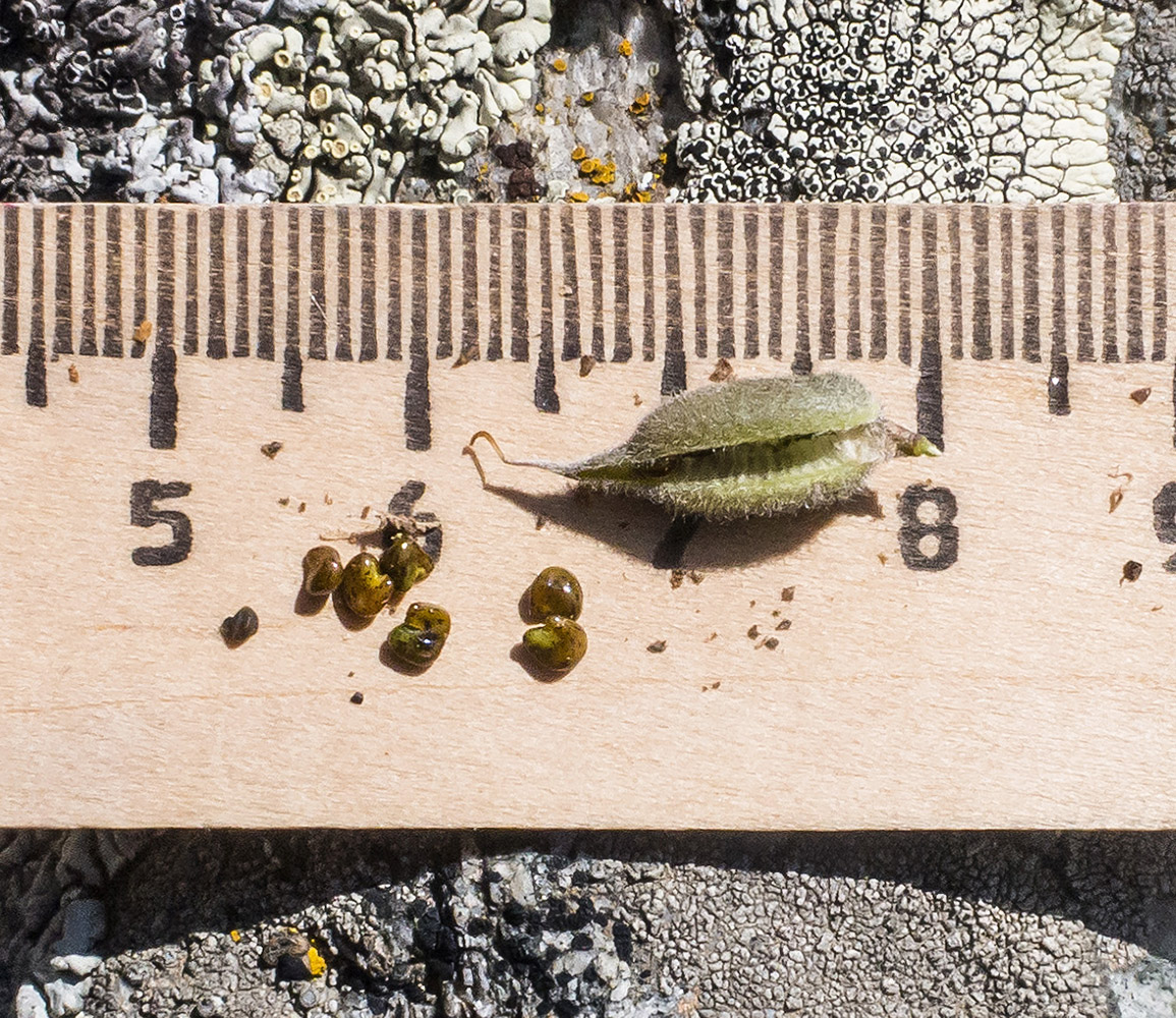 Image of Oxytropis owerinii specimen.