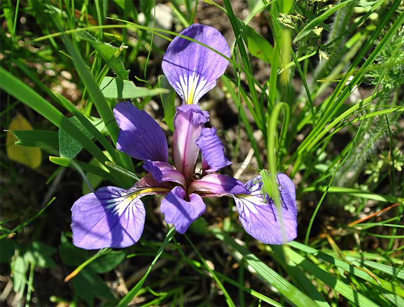 Изображение особи Iris pontica.