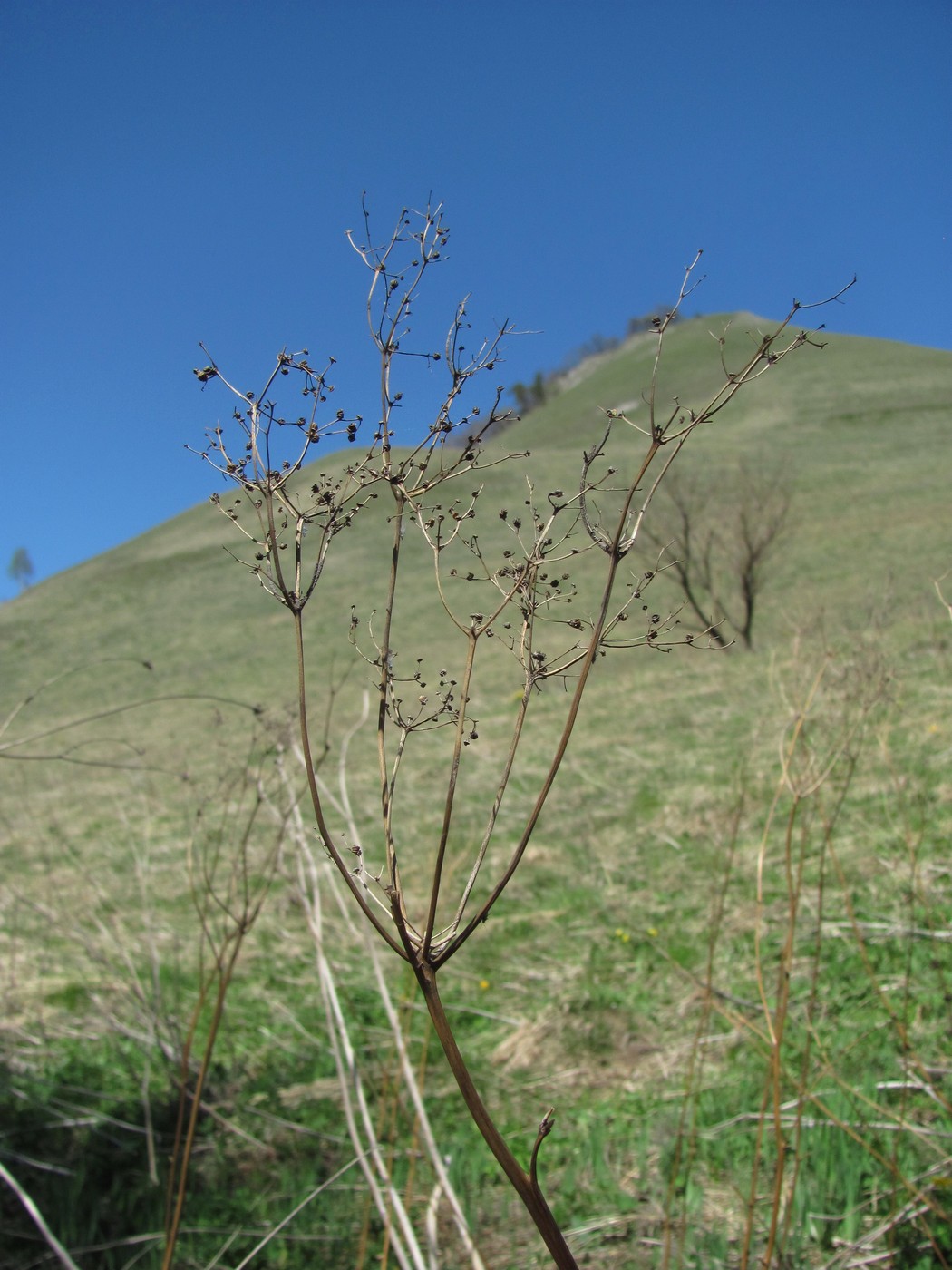 Image of Filipendula ulmaria specimen.