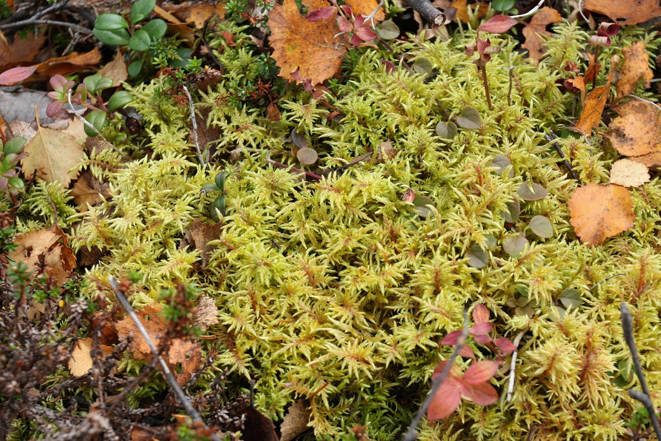 Image of Hylocomium splendens specimen.