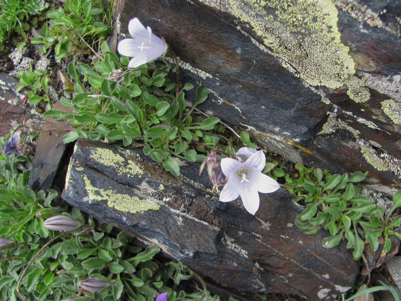 Image of Campanula saxifraga specimen.