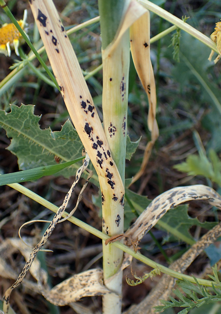 Image of Allium polyanthum specimen.