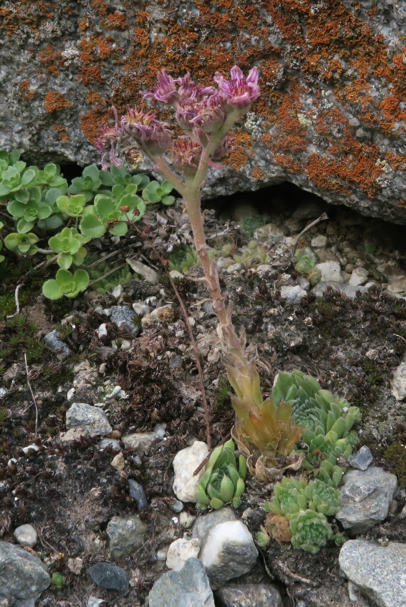 Image of Sempervivum pumilum specimen.