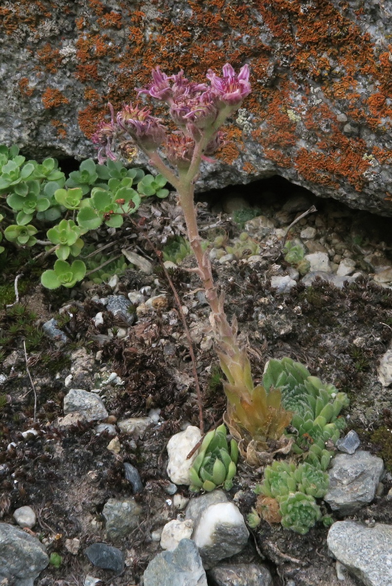 Изображение особи Sempervivum pumilum.