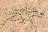 genus Polygonum. Вегетирующее растение. Крым, Арабатская стрелка, пос. Соляное, ракушечный пляж. 8 августа 2021 г.