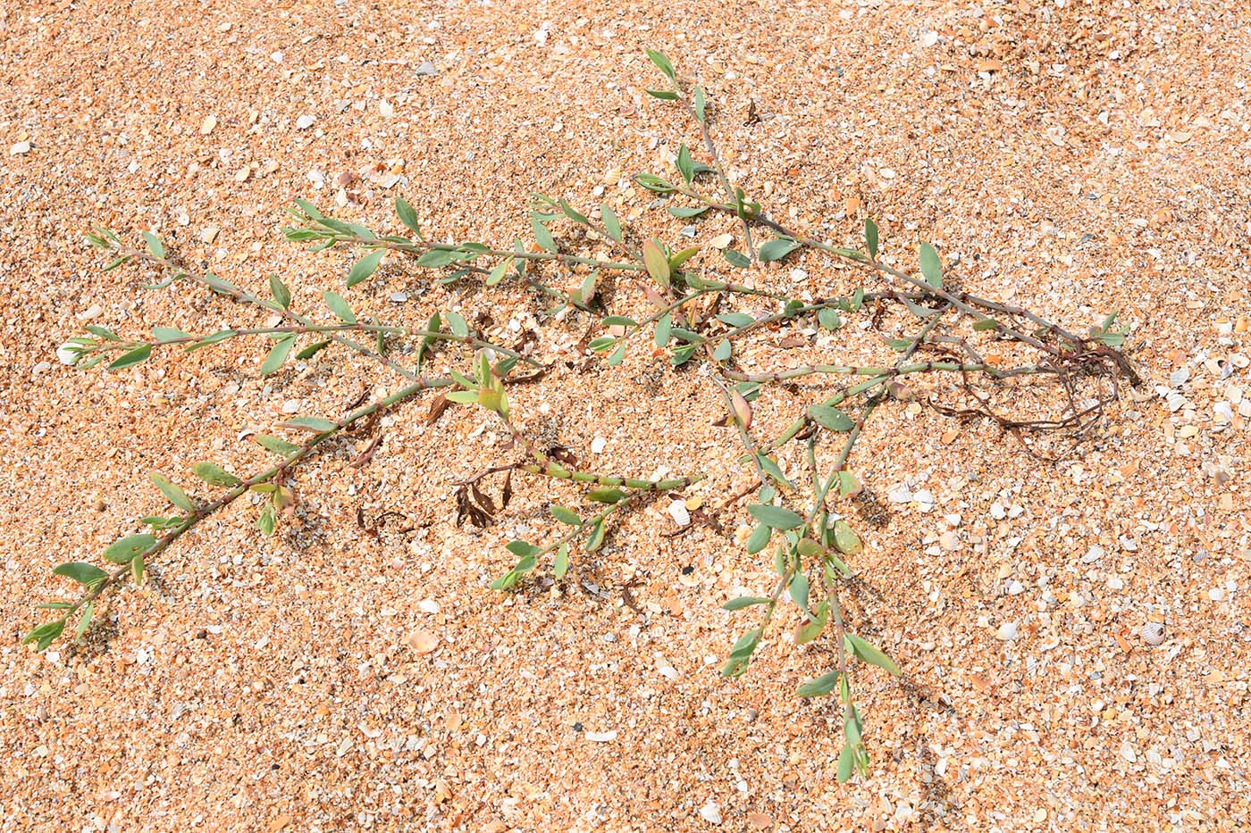 Image of genus Polygonum specimen.