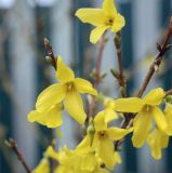 Forsythia &times; intermedia