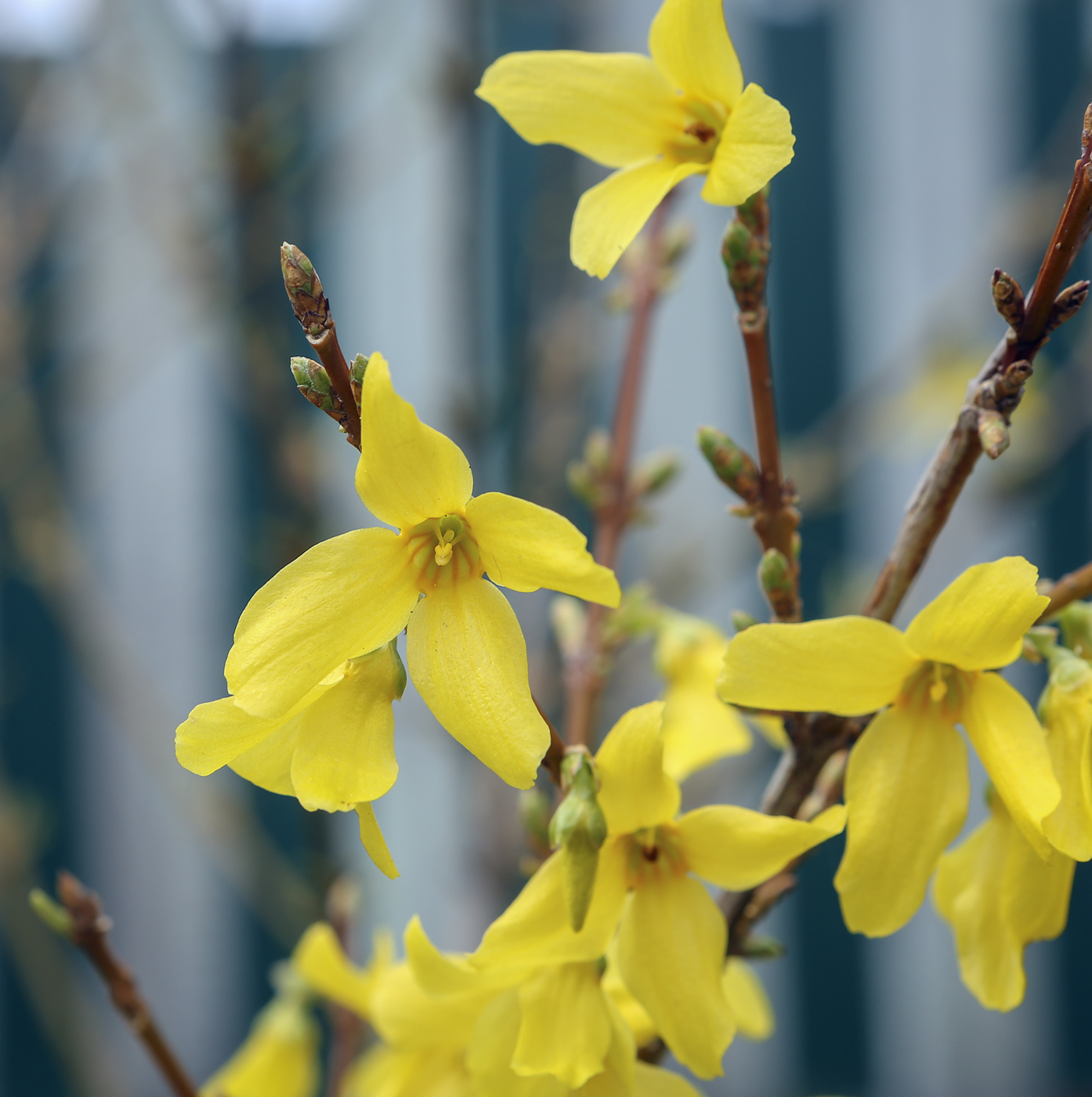 Image of Forsythia &times; intermedia specimen.