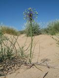 Allium sabulosum. Цветущее растение. Южный Казахстан, Жамбылская обл., Жамбылский р-н, 4 км к северу от с. Каракемер, Талас-Ассинское междуречье, пески. 7 июня 2022 г.