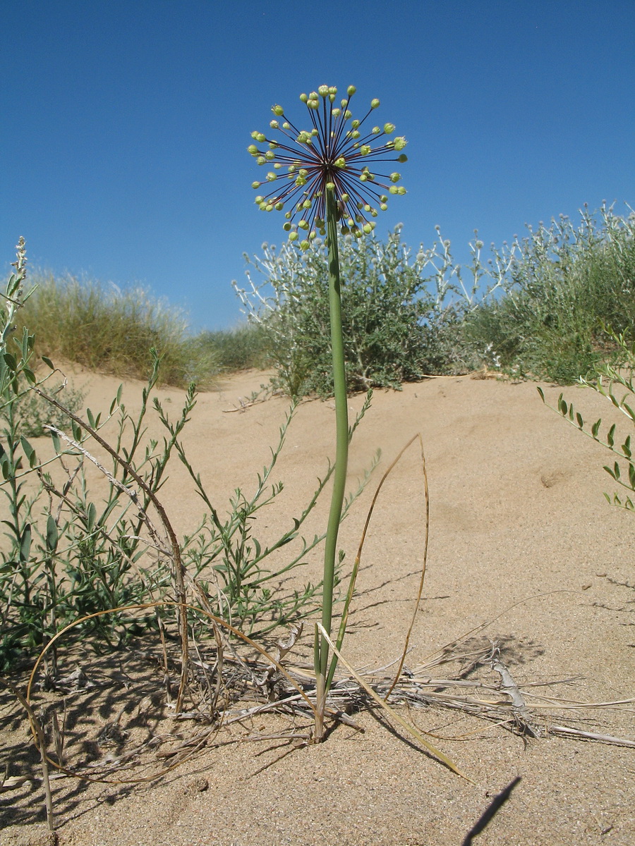 Image of Allium sabulosum specimen.