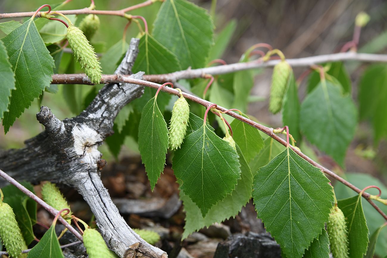 Image of Betula pendula specimen.