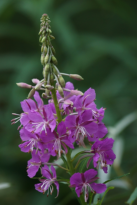 Изображение особи Chamaenerion angustifolium.