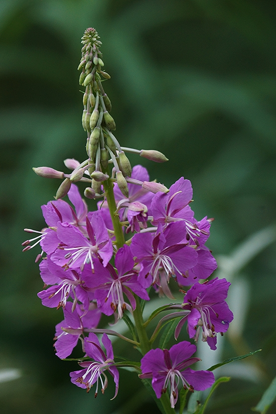 Image of Chamaenerion angustifolium specimen.