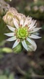 Sempervivum tectorum