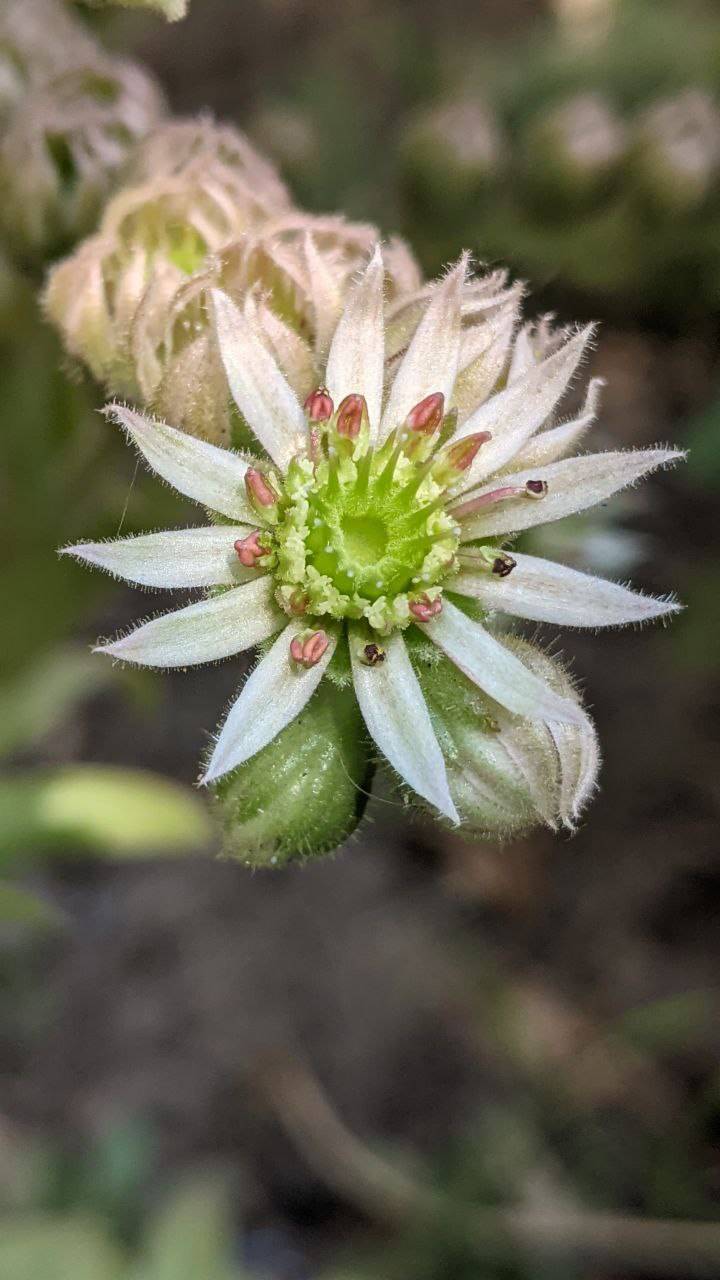 Изображение особи Sempervivum tectorum.