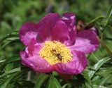 Paeonia anomala. Цветок с кормящимся жуком-усачом. Алтай, Онгудайский р-н, окр. пер. Семинский, луг. 11 июня 2022 г.