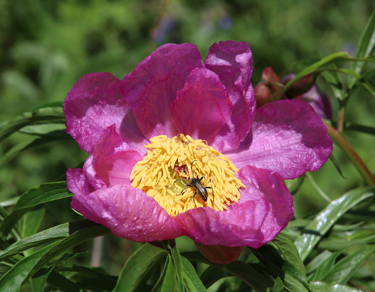 Image of Paeonia anomala specimen.