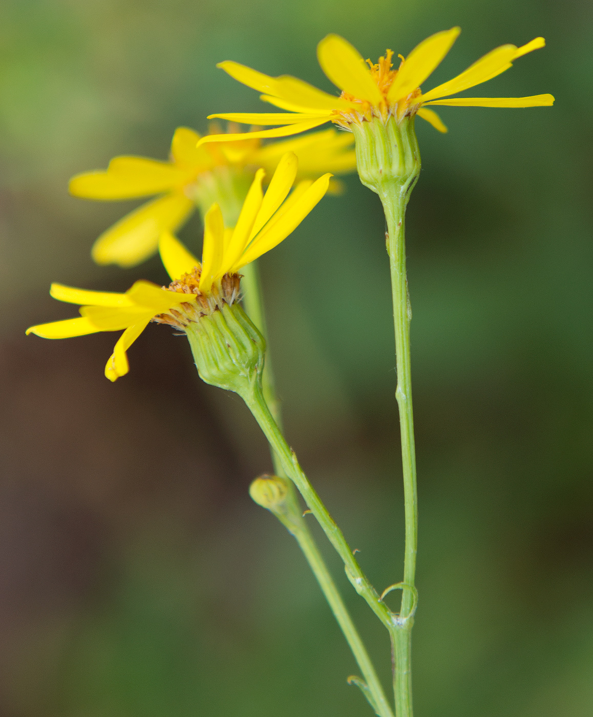 Image of Senecio jacobaea specimen.