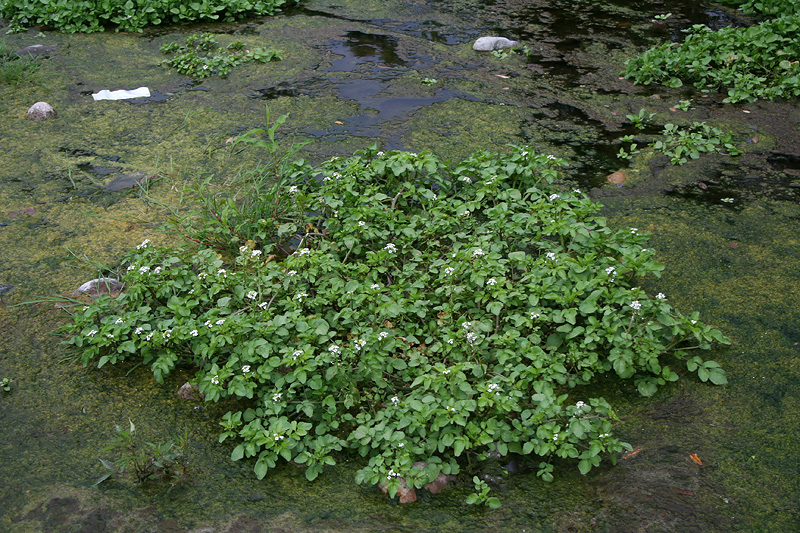 Image of Nasturtium officinale specimen.