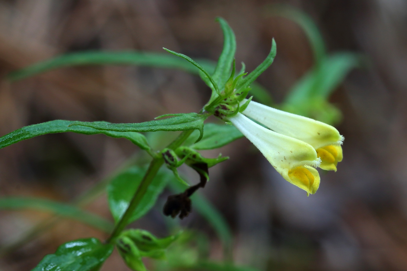 Image of Melampyrum pratense specimen.