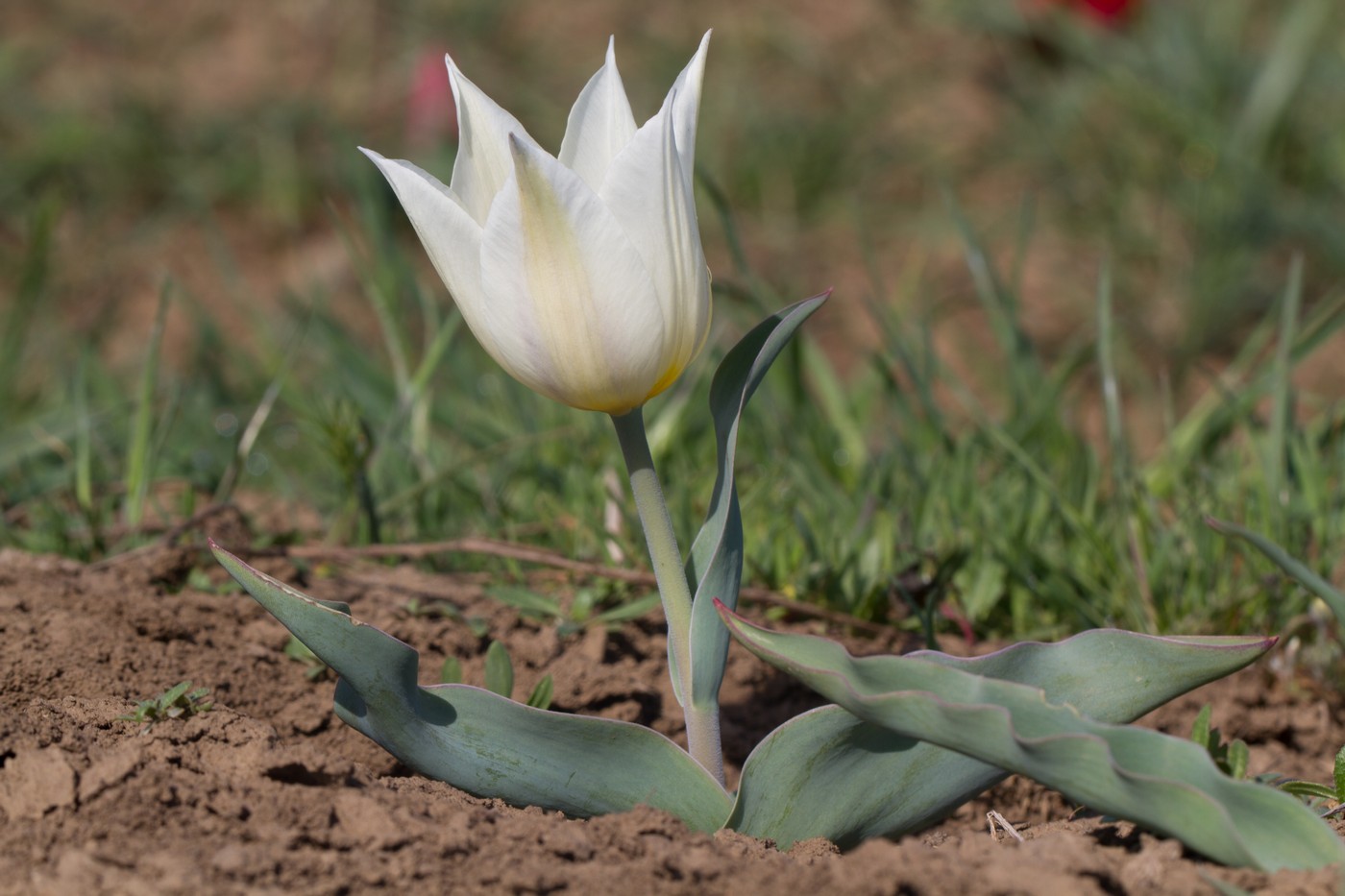 Image of Tulipa suaveolens specimen.