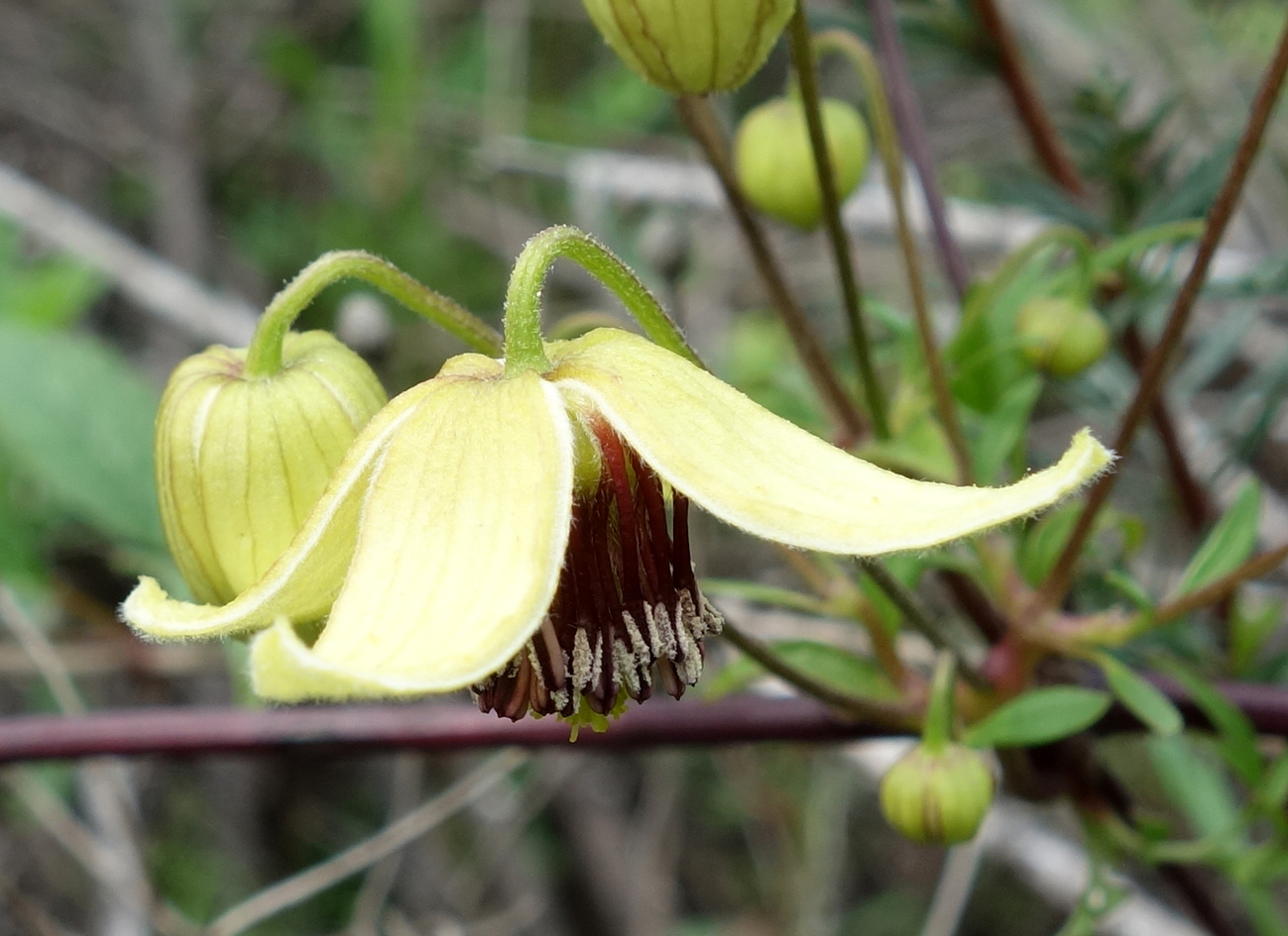 Image of Clematis serratifolia specimen.