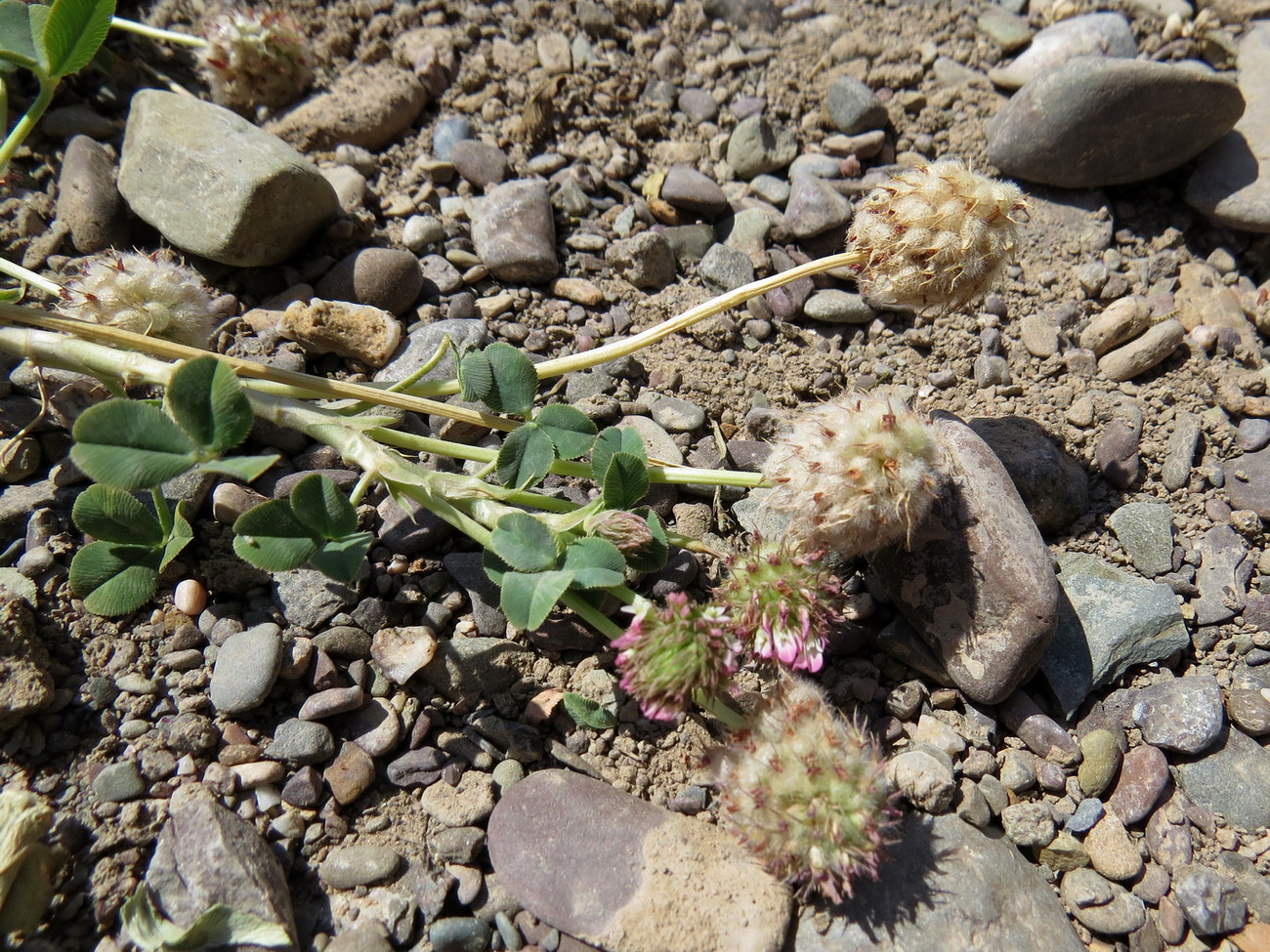 Изображение особи Trifolium fragiferum.