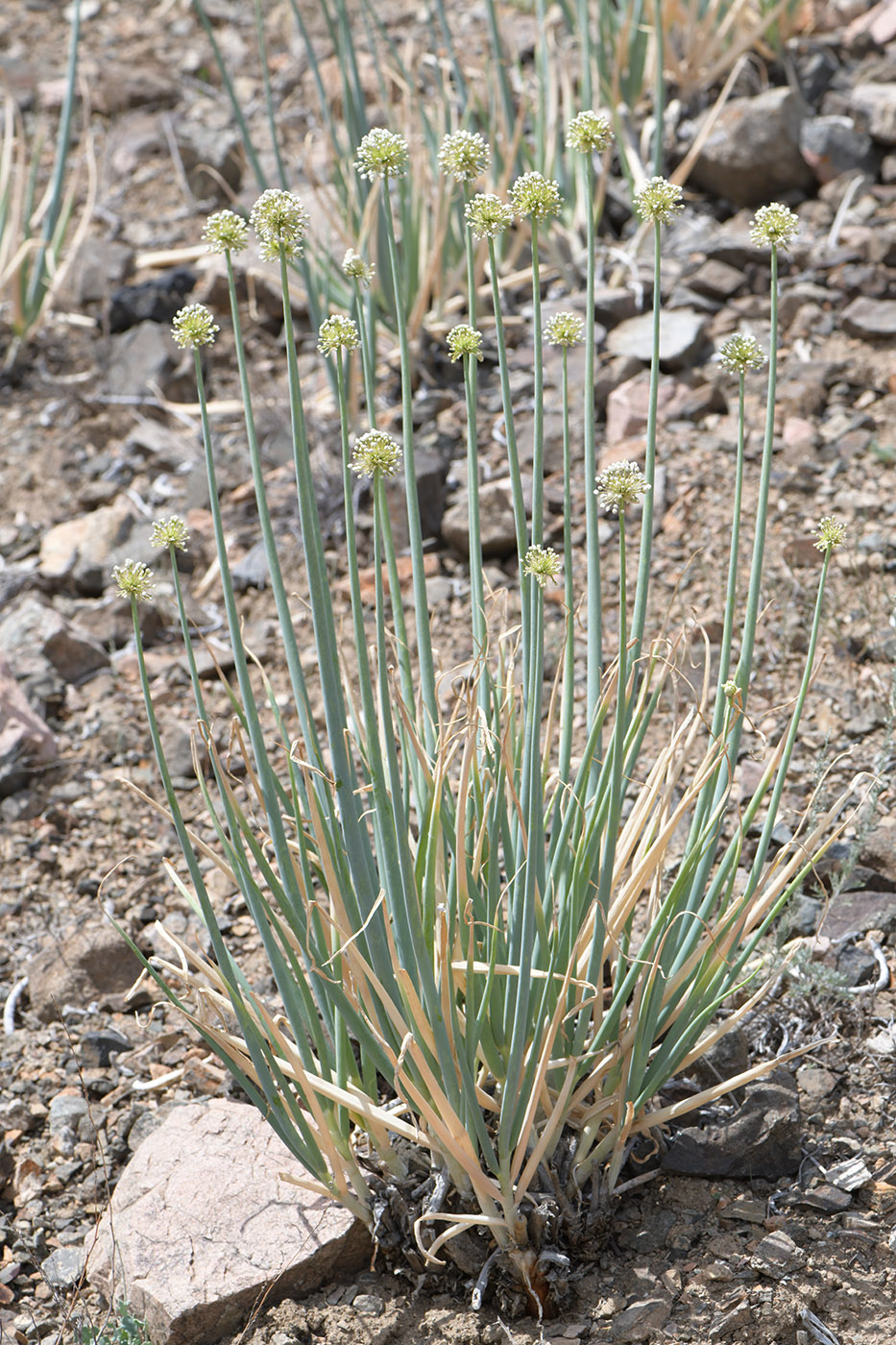 Image of Allium galanthum specimen.