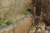 Campanula rotundifolia. Цветущие, вегетирующие и плодоносящие растения в расщелинах скалы. Мурманская обл., Кольский р-н, долина р. Титовка ниже автодороги А138 Мурманск — Печенга, Мельничные водопады, основание скалы у первого сверху водопада. 02.08.2022.