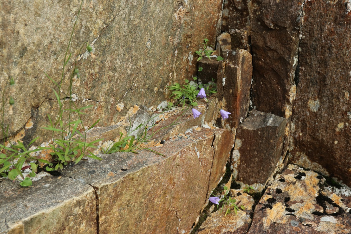 Изображение особи Campanula rotundifolia.