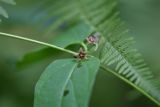 Vincetoxicum scandens